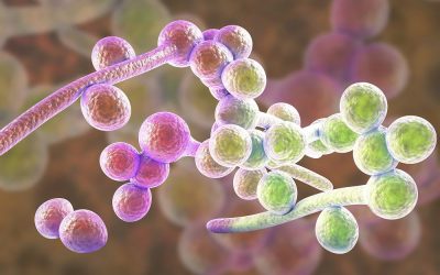 Epidemiologia – kogo dotyka kandydoza?